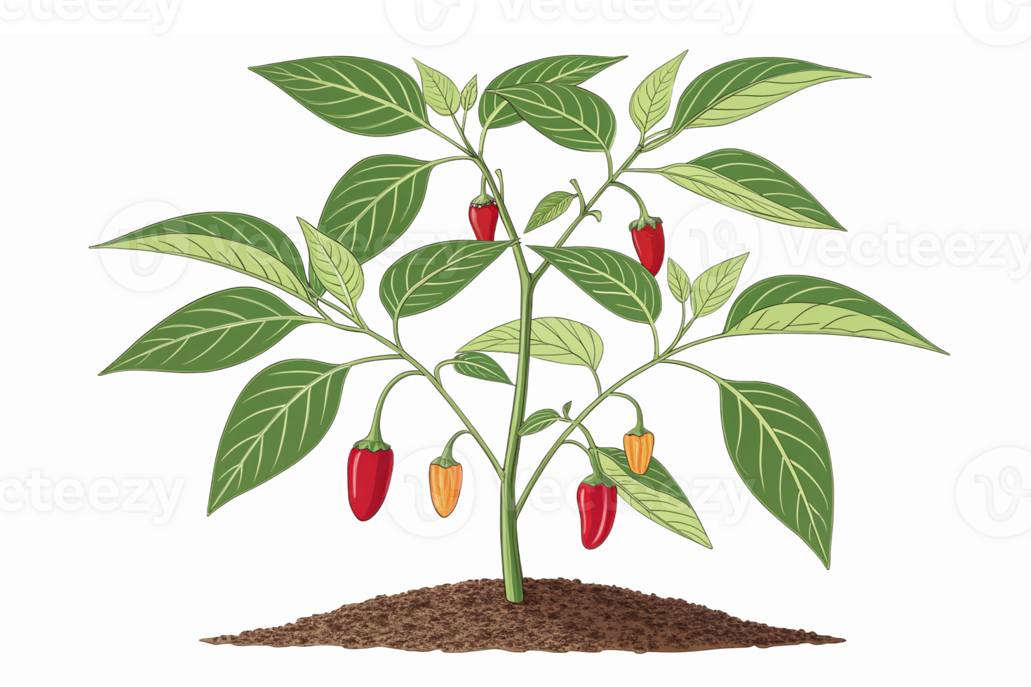 Vibrant Chili Pepper Plant with Colorful Fruits Ideal for Gardening and Food Illustrations png