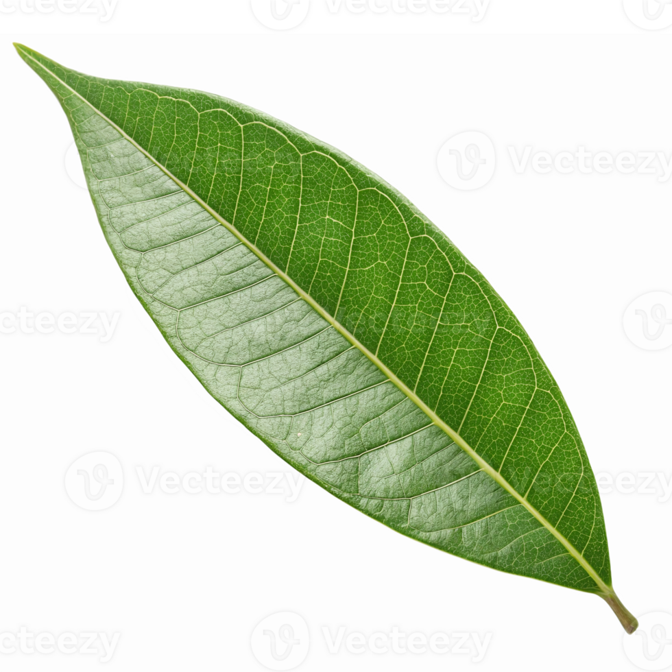 Realistic Green Leaf Isolated on Transparent Background Perfect for Natural Designs and Illustrations png