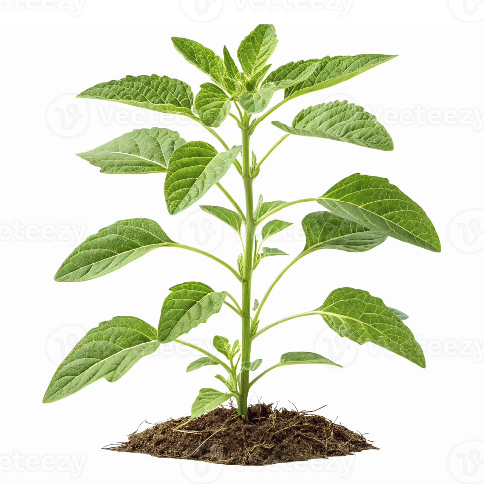 Green Sapling Growing in Soil with Healthy Leaves Symbolizing New Life and Growth png