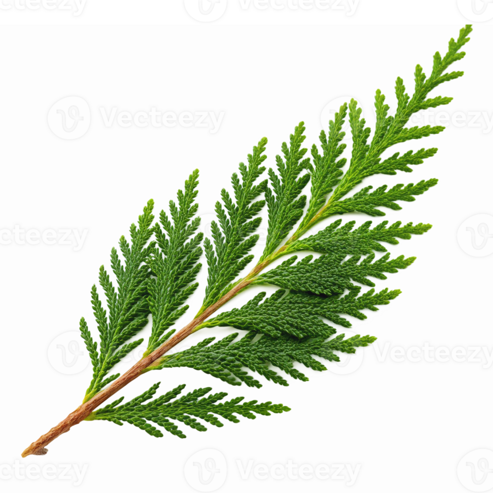 Realistic Green Fern Leaf Isolated on Transparent Background for Nature and Botany Illustrations png