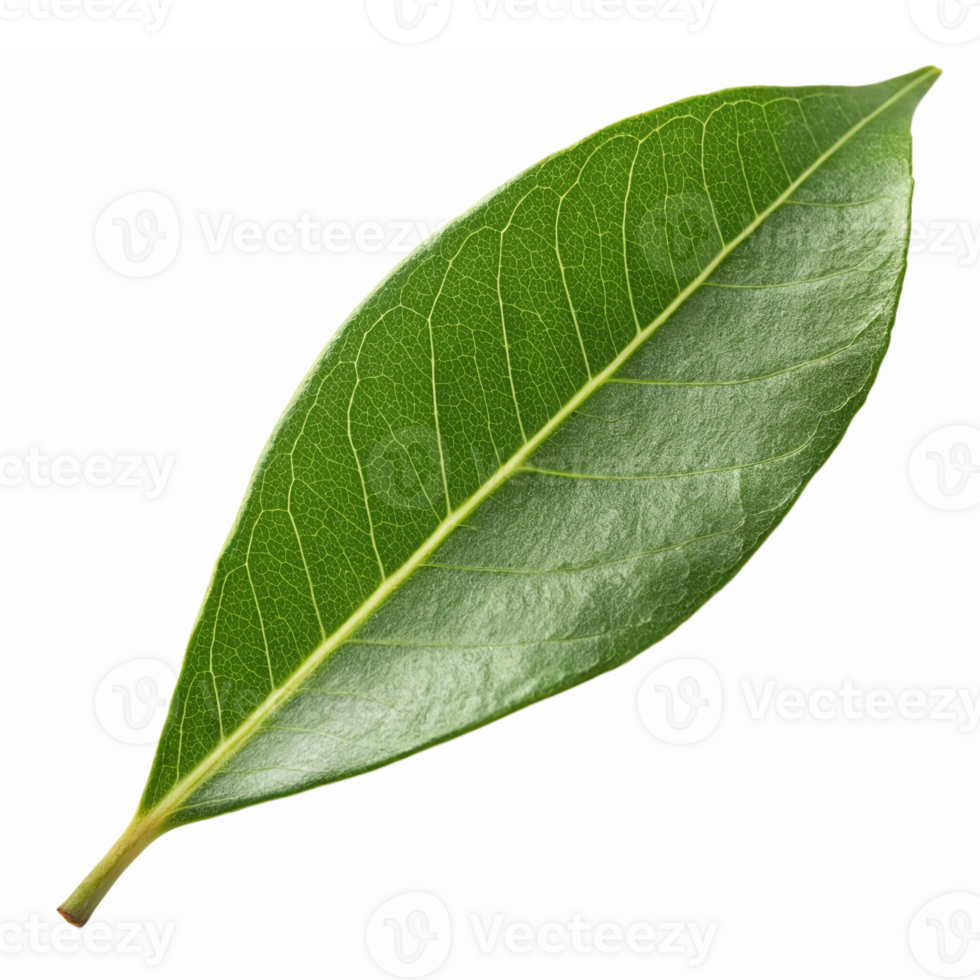 Realistic Green Leaf for Nature and Botanical Designs png