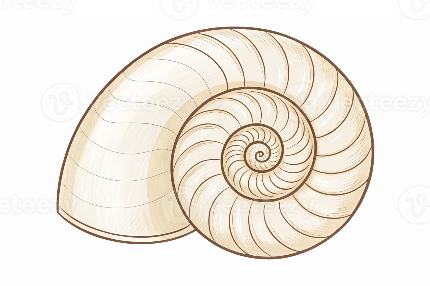 Detailed Spiral Nautilus Shell Illustration with Elegant Lines Perfect for Marine Designs png