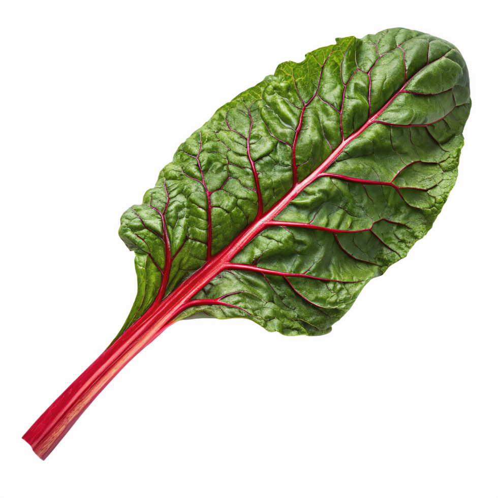 Fresh Swiss Chard Leaf with Vibrant Green and Red Veins for Culinary and Nutritional Uses png