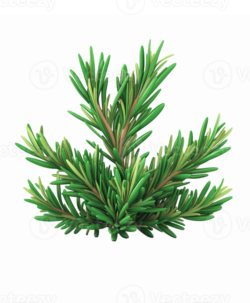 Lush Green Pine Branch Illustration with Realistic Details for Nature and Decor png