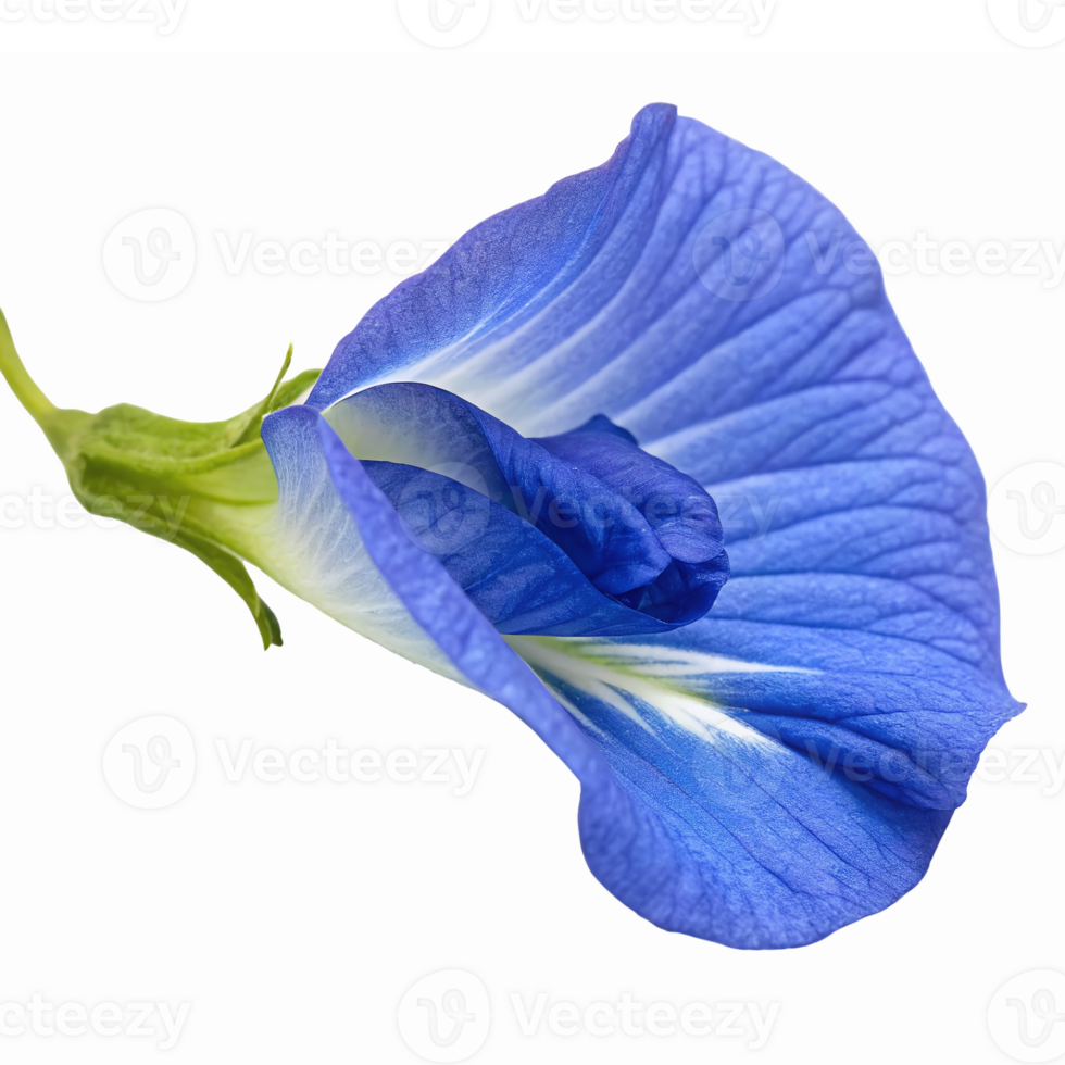 Blue Butterfly Pea Flower Isolated on Transparent Background for Nature Illustrations png