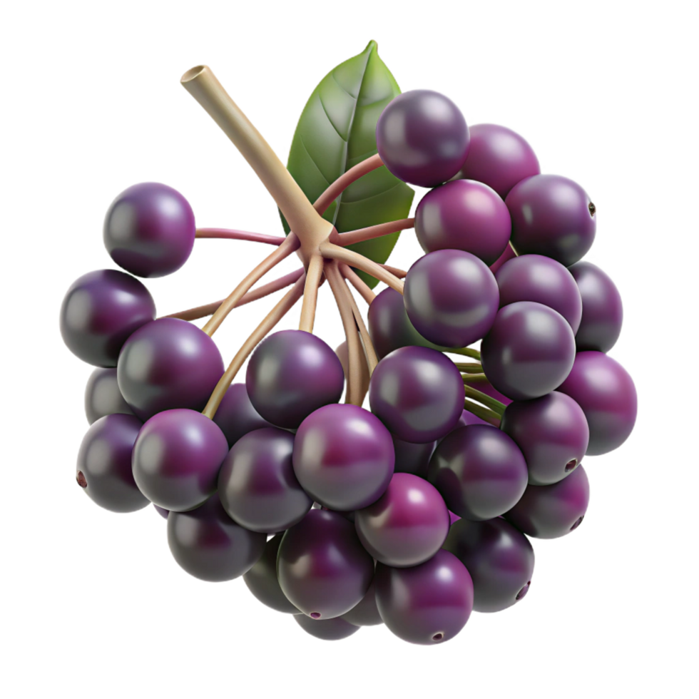 serene classic Elderberry cluster professional png