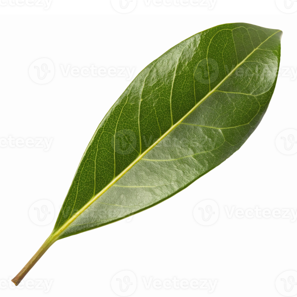 Realistic Green Bay Leaf Isolated on Transparent Background for Culinary and Decorative Use png