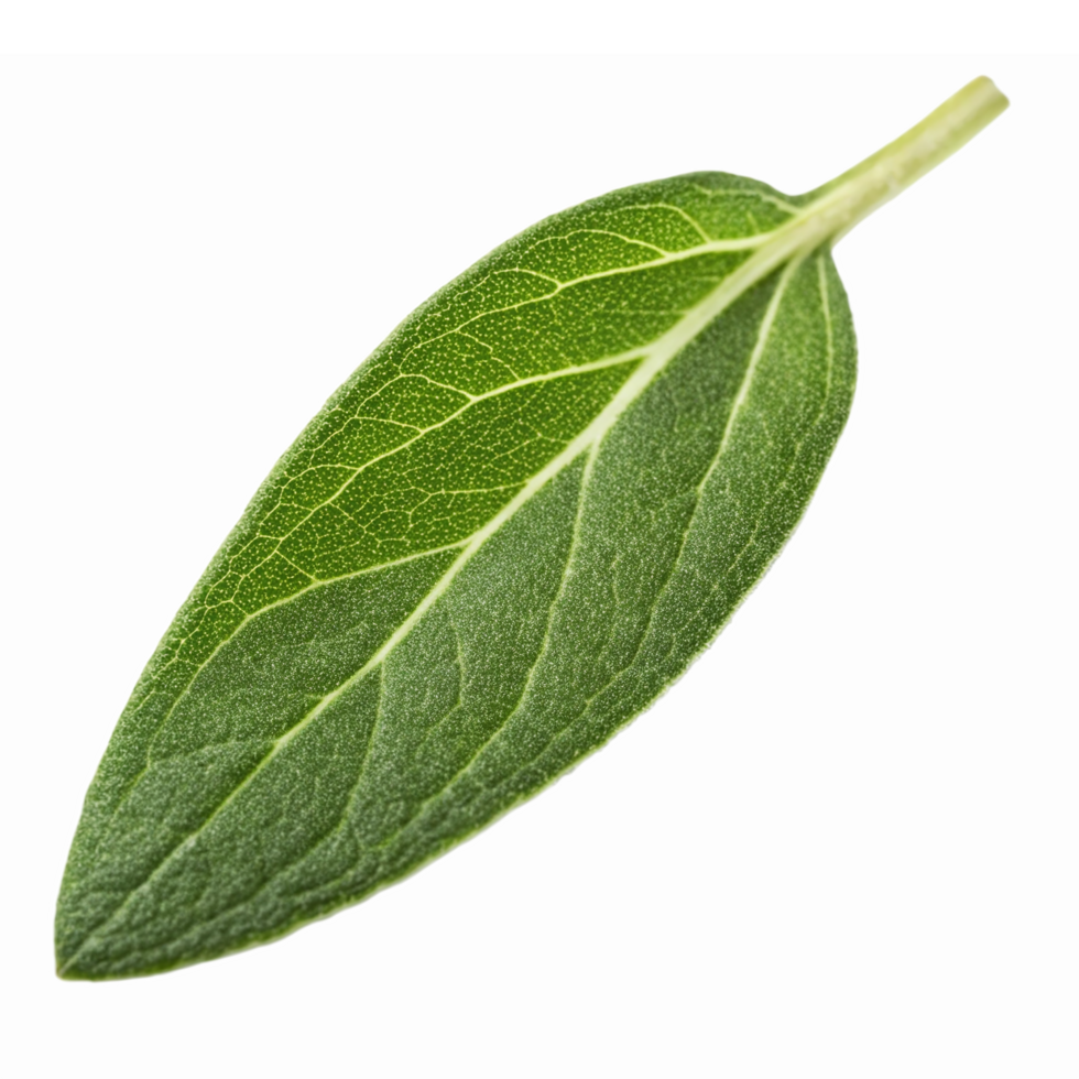 Realistic Green Olive Leaf Isolated on Transparent Background for Nature and Culinary Designs png