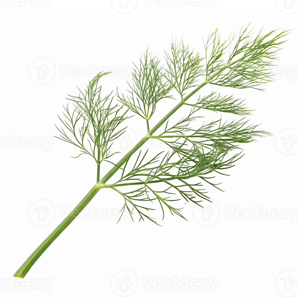 Fresh Green Dill Leaf Isolated on Transparent Background for Culinary and Decorative Use png