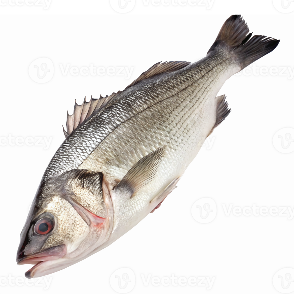 Realistic Bass Fish Illustration for Culinary and Seafood Industry Uses png