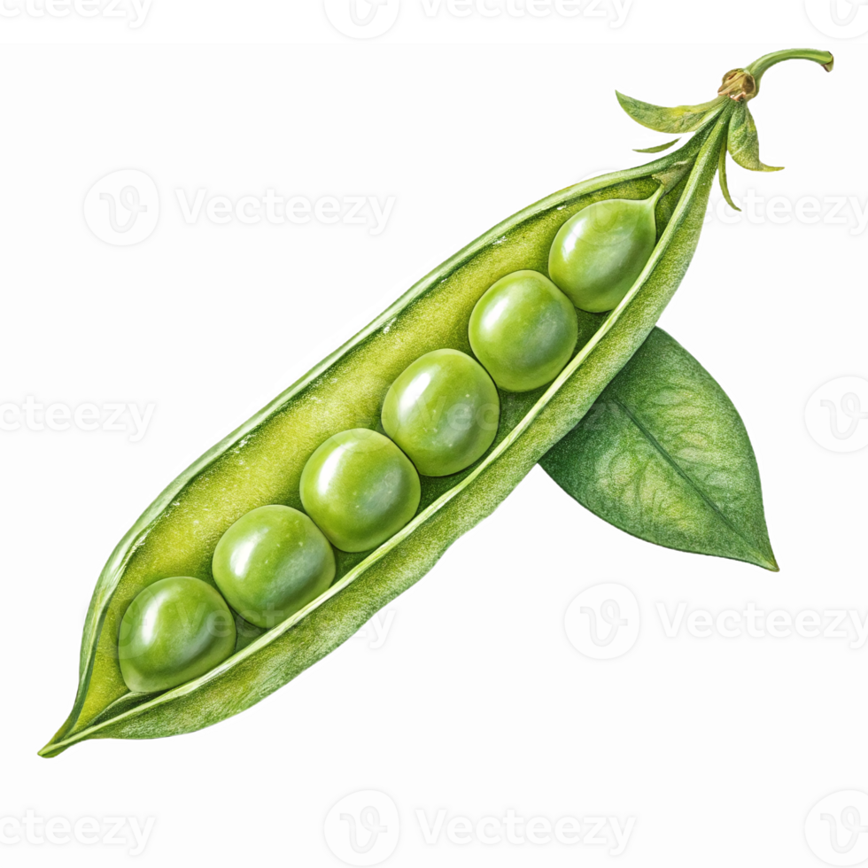 Realistic Green Pea Pod with Fresh Peas and Vibrant Leaves on Transparent Background png