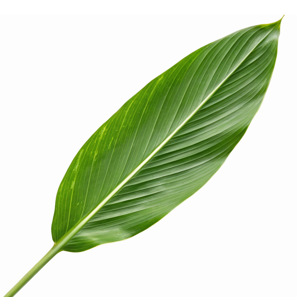 Vibrant Green Leaf Isolated on Transparent Background Ideal for Nature Themes and Designs png