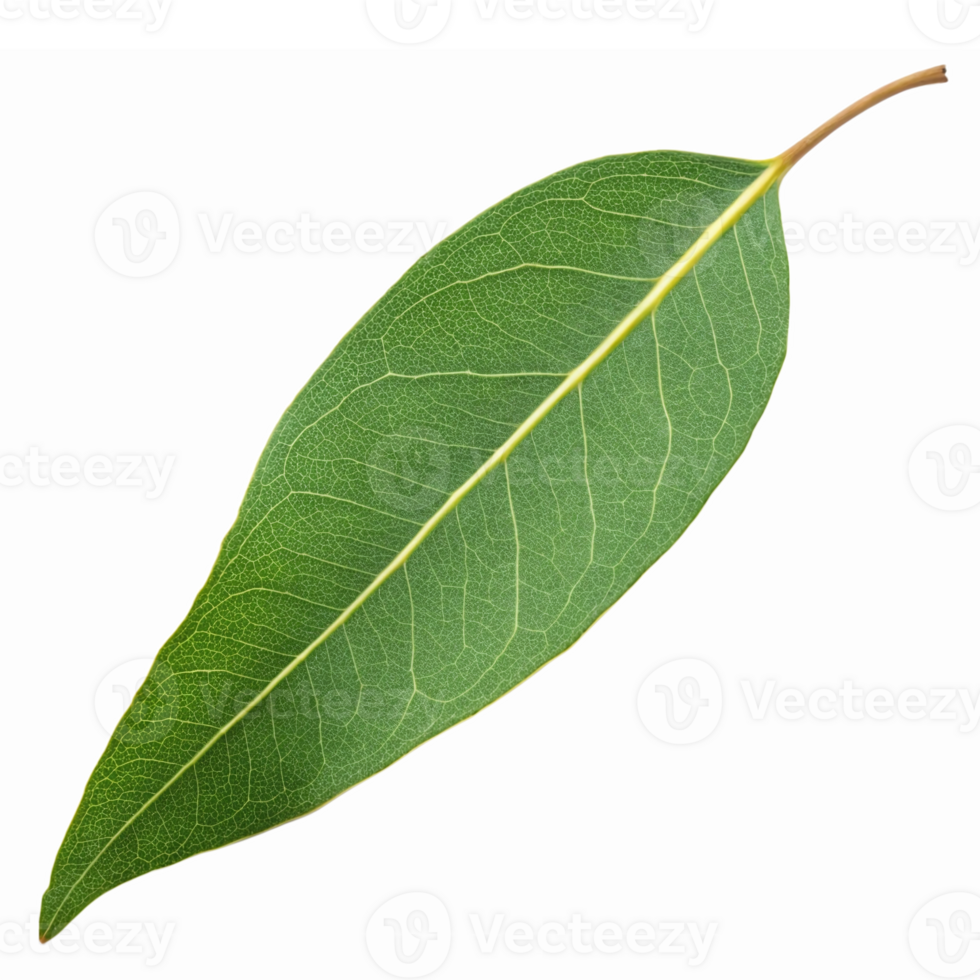 Single Green Bay Leaf Isolated on Transparent Background for Culinary and Aromatic Use png