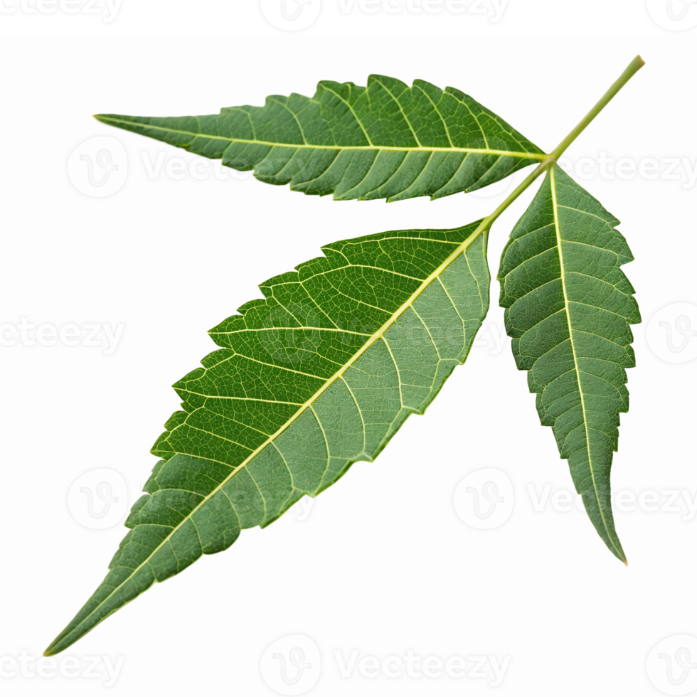 Green Glossy Neem Leaves Isolated on Transparent Background for Natural Health Designs png