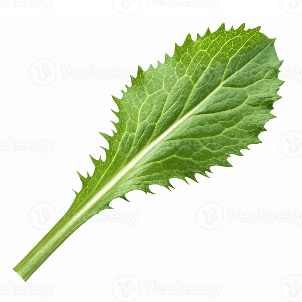 Fresh Green Leafy Vegetable Isolated on Transparent Background for Culinary and Design Use png