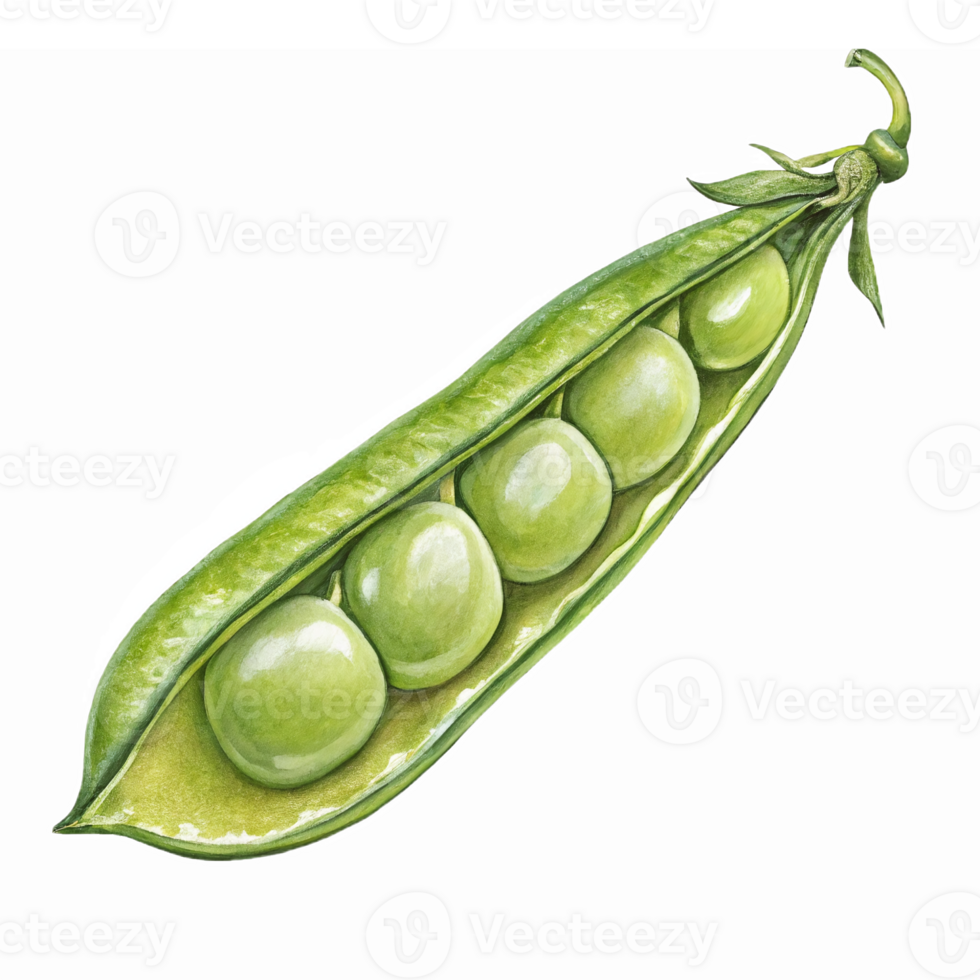 Fresh Green Pea Pod with Peas Isolated on Transparent Background for Culinary and Illustrative Use png
