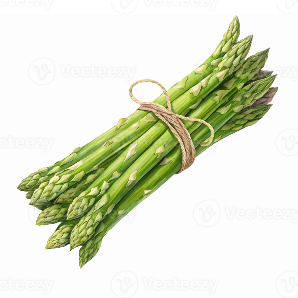 Fresh Green Asparagus Bunch Tied with String for Healthy Cooking and Meal Preparation png