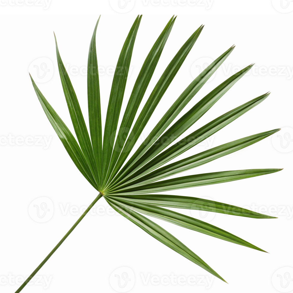 Lush Green Palm Leaf Design for Tropical Themes and Nature-Inspired Backgrounds png