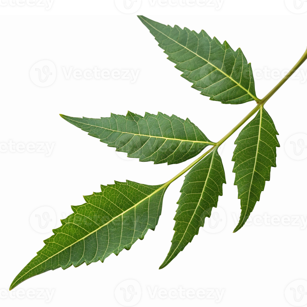 Green Leaf Branch with Lush Leaves for Nature Themes and Eco-Friendly Designs png