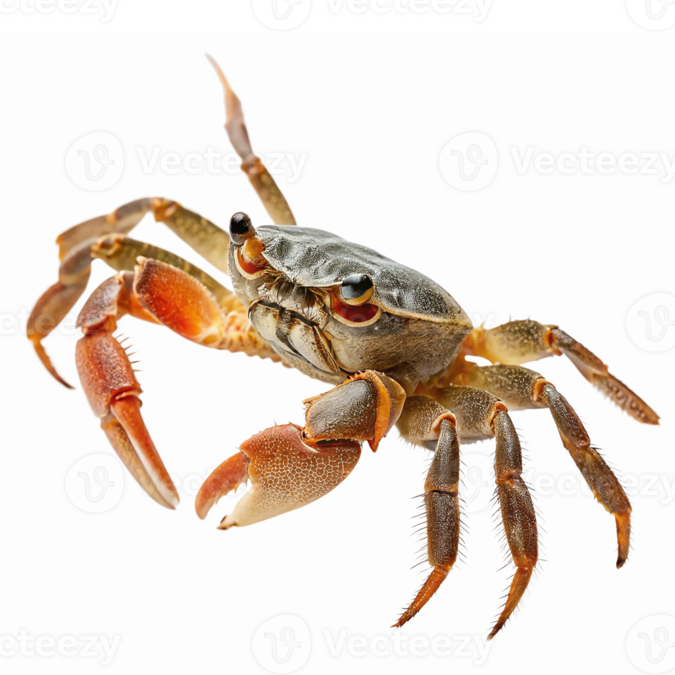 Realistic Illustration of a Crab with Detailed Features and Transparent Background for Coastal Designs png