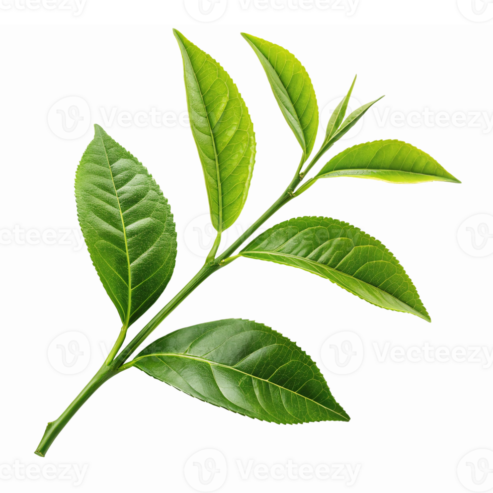 Realistic Green Leaf Branch Isolated on Transparent Background for Natural Design Projects png