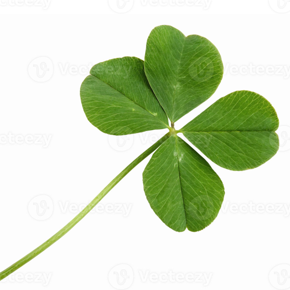 Four Leaf Clover Symbolizing Good Luck Natural Green Plant Isolated on Transparent Background png