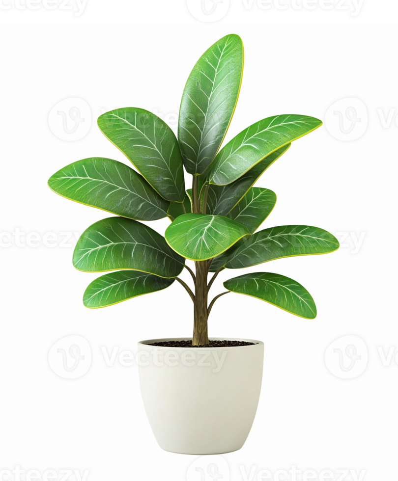 Realistic Indoor Ficus Plant in Modern White Pot with Lush Green Leaves and Transparent Background png