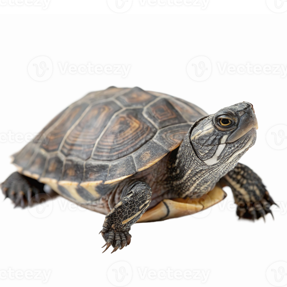 Realistic Turtle Walking on Transparent Background Ideal for Educational and Nature Themes png