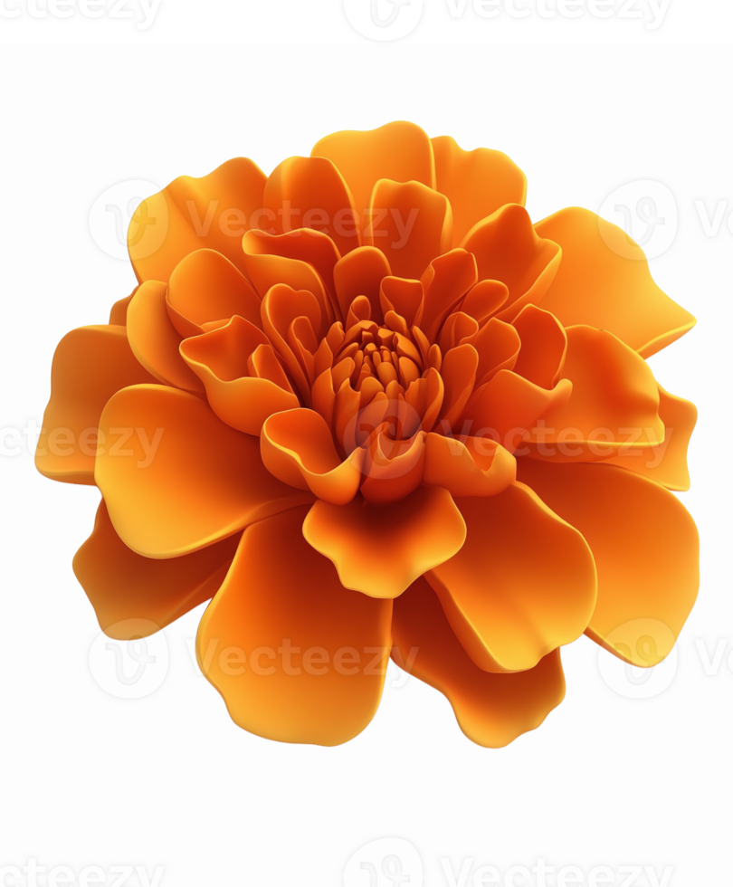 Vibrant Orange Marigold Flower with Layers of Petals for Botanical Design and Floral Arrangements png