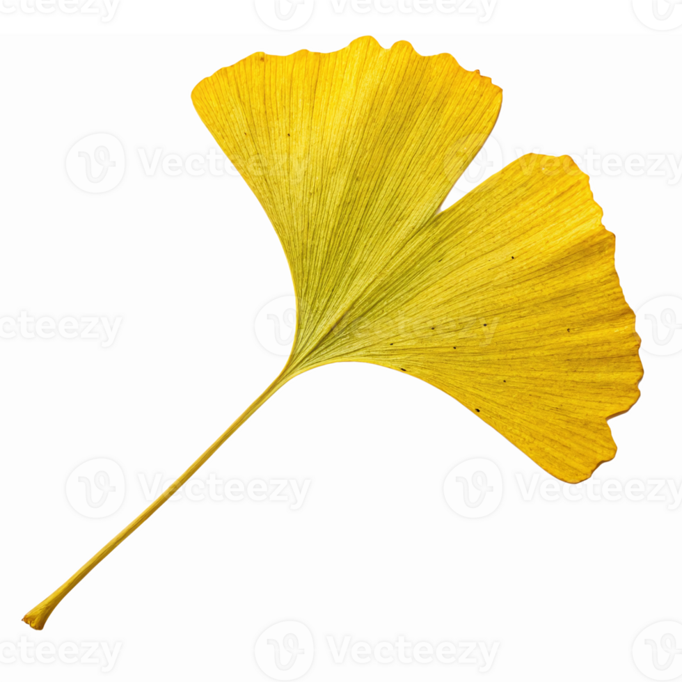 Yellow Ginkgo Leaf Isolated on Transparent Background for Natural Design Elements and Themes png