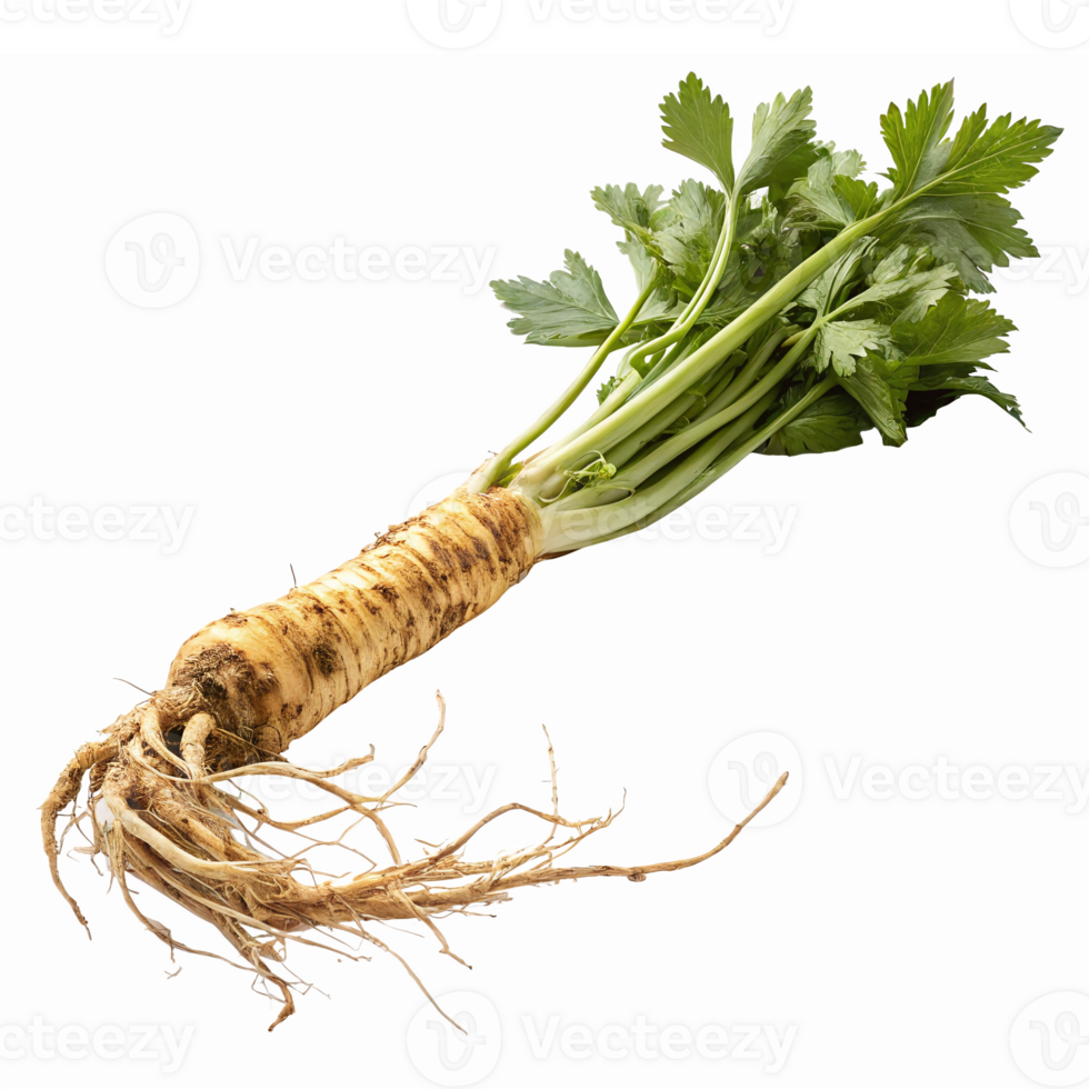 Fresh Parsley Root with Green Leaves Healthy Culinary Ingredient for Cooking and Garnishing png