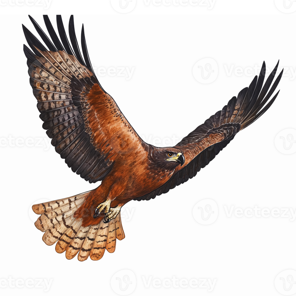 Majestic Red-tailed Hawk in Flight with Detailed Feathers and Stunning Wing Spread png