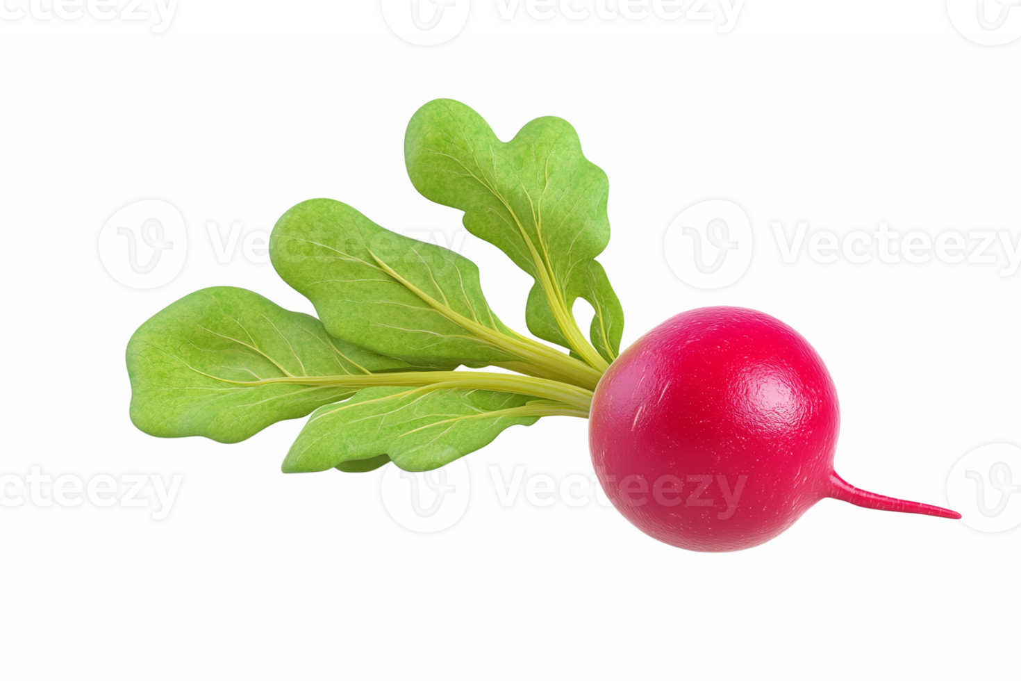 Fresh Organic Radish with Green Leaves on Transparent Background Perfect for Healthy Recipes png