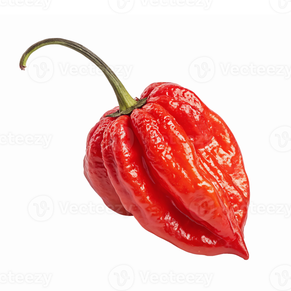 Vibrant Red Habanero Pepper Isolated on Transparent Background Fresh Spicy Ingredient for Cooking png