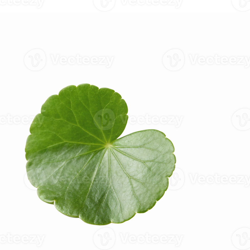 Fresh Green Centella Asiatica Leaf on Transparent Background for Natural Health and Wellness png