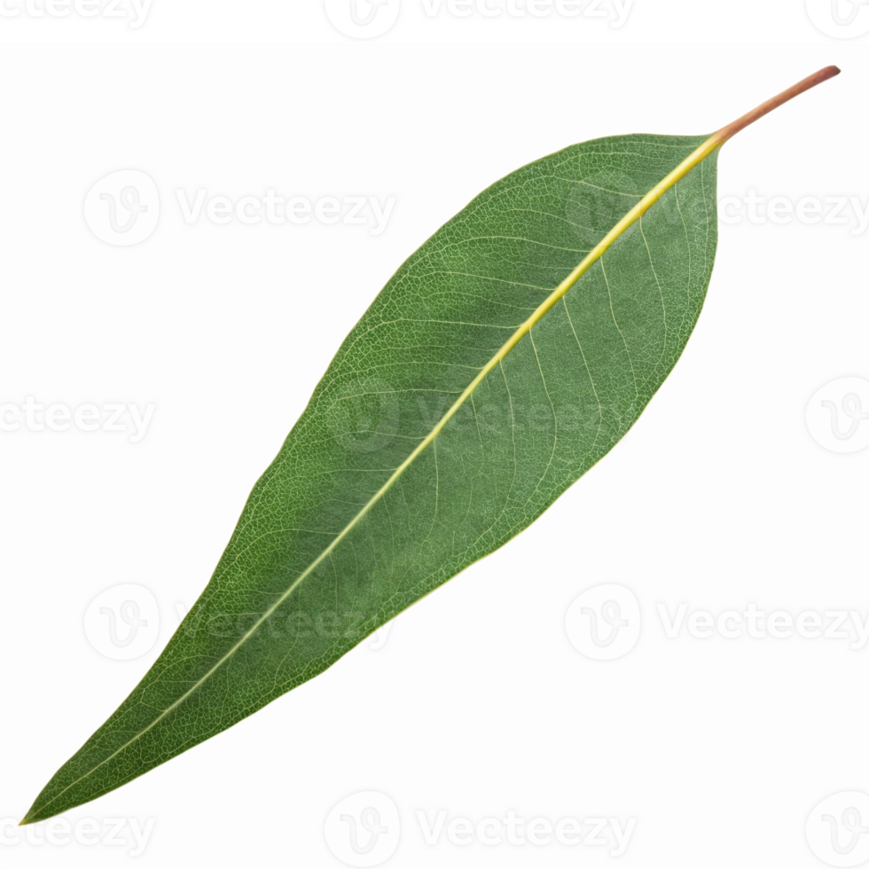 Realistic Isolated Eucalyptus Leaf with Natural Green Color for Botanical Illustrations png