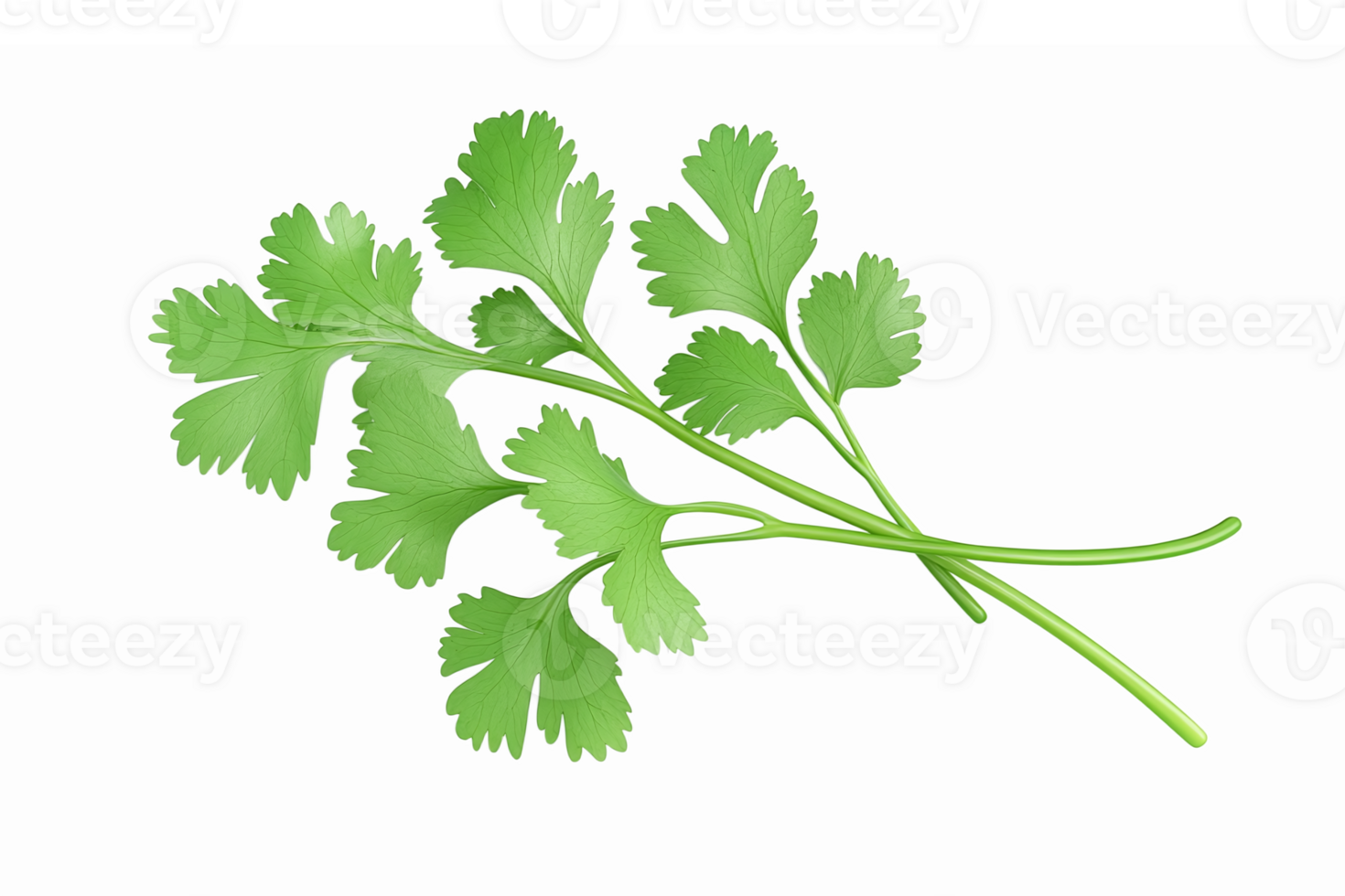 Fresh Cilantro Herb Sprig with Healthy Green Leaves for Culinary Use and Food Decoration png
