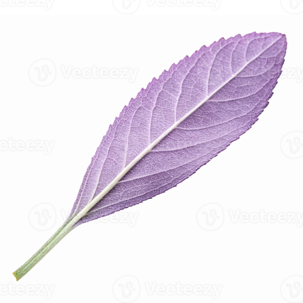 High Detail Purple Leaf with Veins on Transparent Background for Nature and Design Projects png
