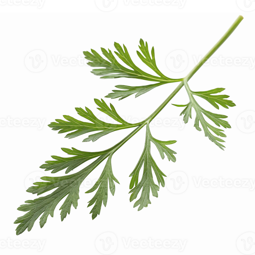 Fresh Cilantro Herb Leaf Isolated on Transparent Background for Culinary and Design Use png