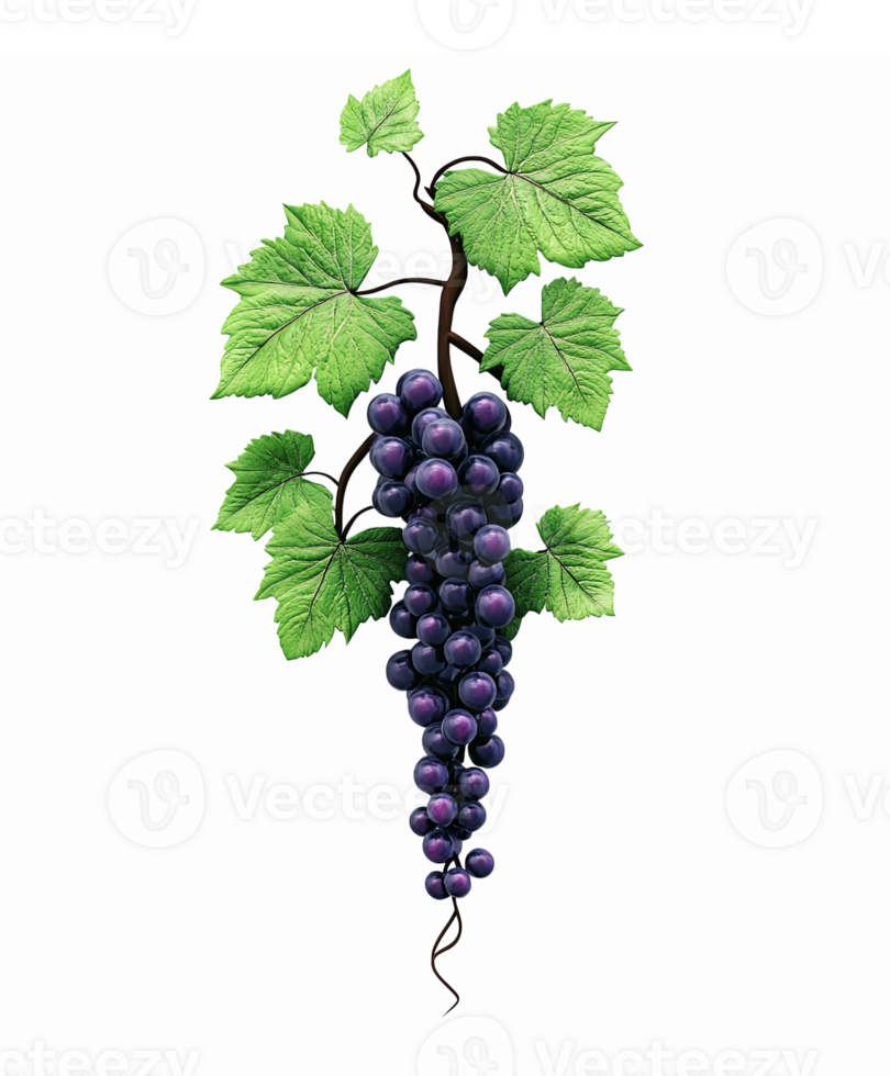 Realistic Purple Grapes with Green Leaves Isolated on Transparent Background for Wine and Fresh Produce png