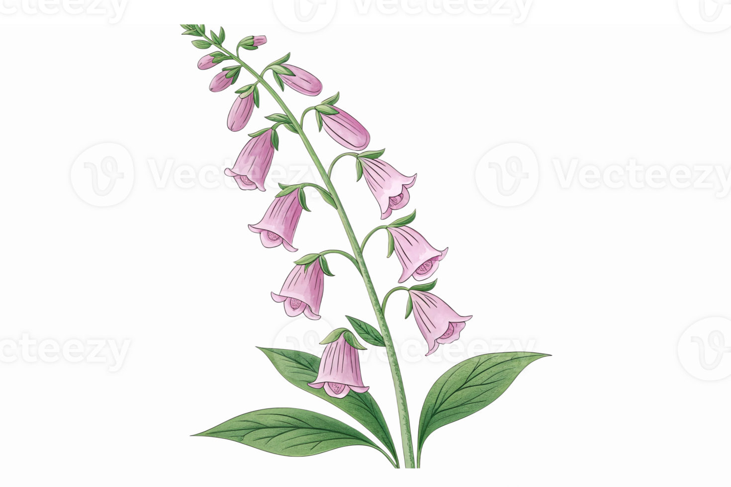 Pink Bellflower Floral Illustration with Green Leaves Perfect for Vintage Designs png