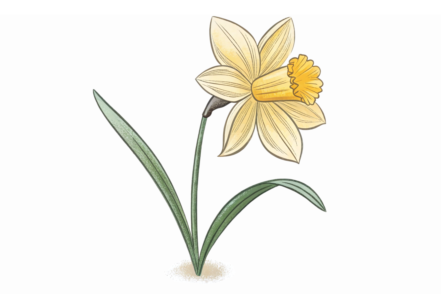 Yellow Daffodil Flower Illustration with Green Leaves for Spring and Floral Design Projects png