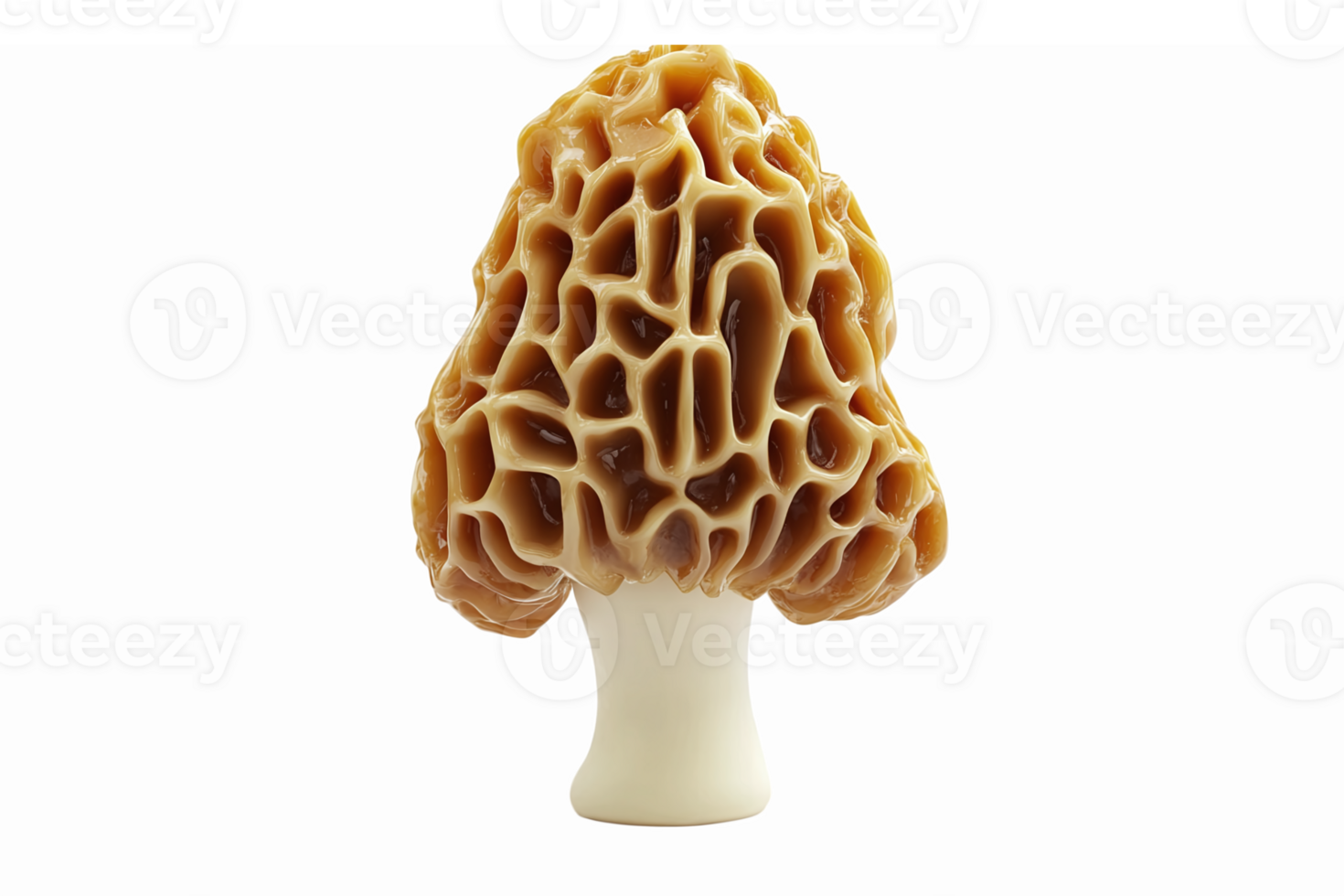 Realistic Morel Mushroom Illustration with Detailed Texture and Transparent Background png