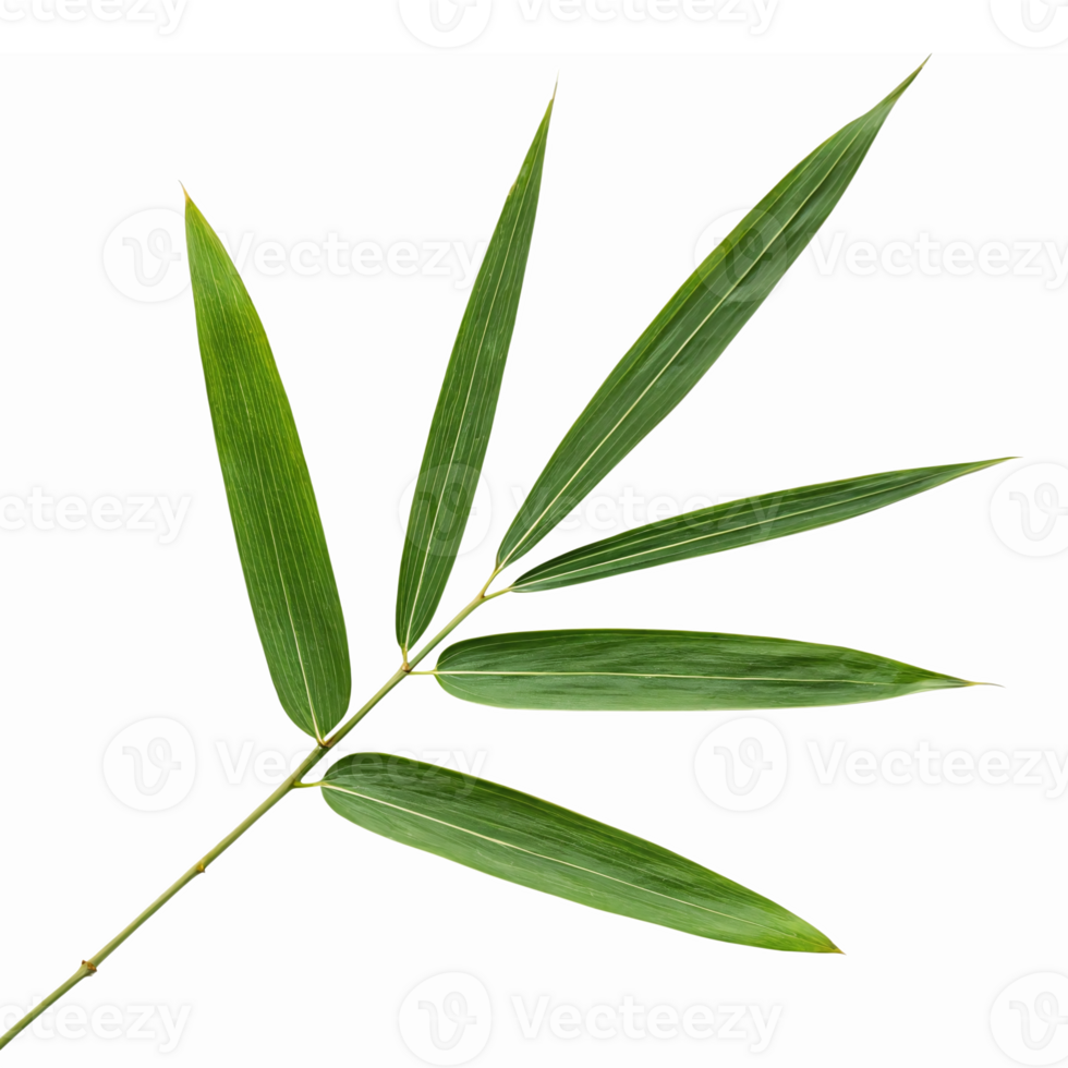 Realistic Bamboo Leaf Branch Illustration on Transparent Background for Nature Themed Designs png