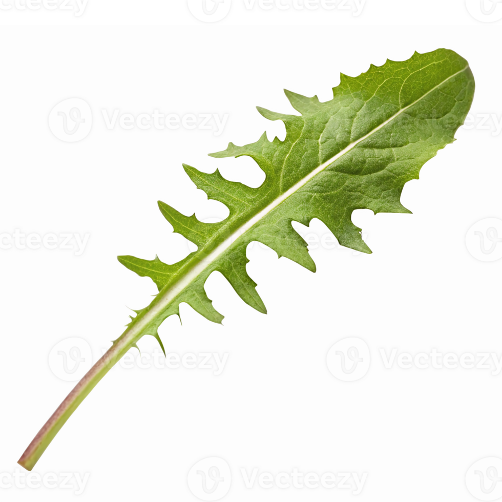 Fresh Green Dandelion Leaf Isolated on Transparent Background for Health and Culinary Use png