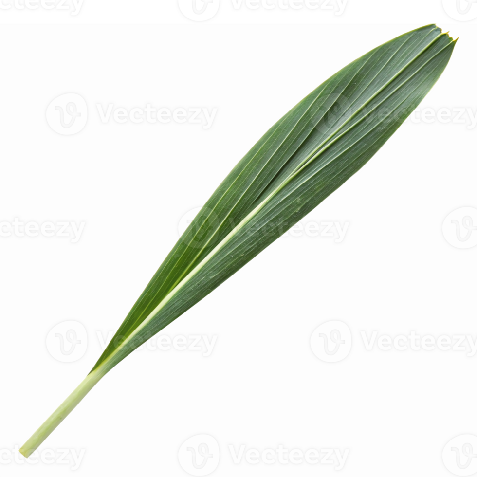 Long Green Tropical Leaf Isolated on Transparent Background for Nature and Decoration Usage png