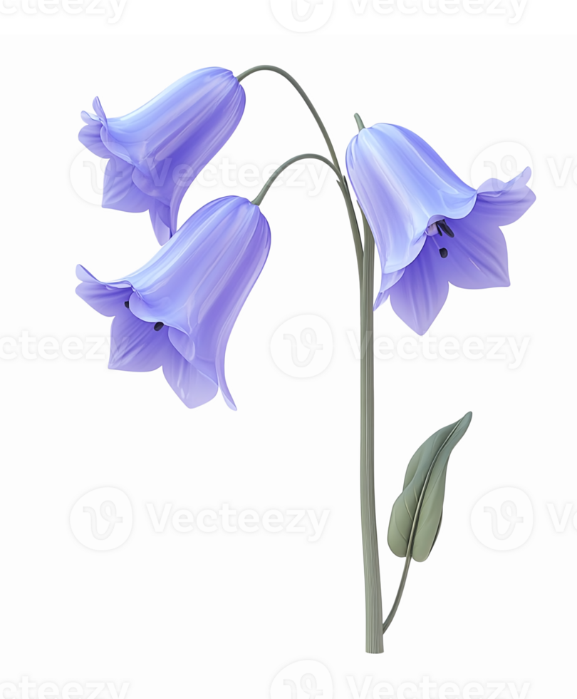 Beautiful Blue Bell Flowers on a Stem with Green Leaves in a Transparent Background png