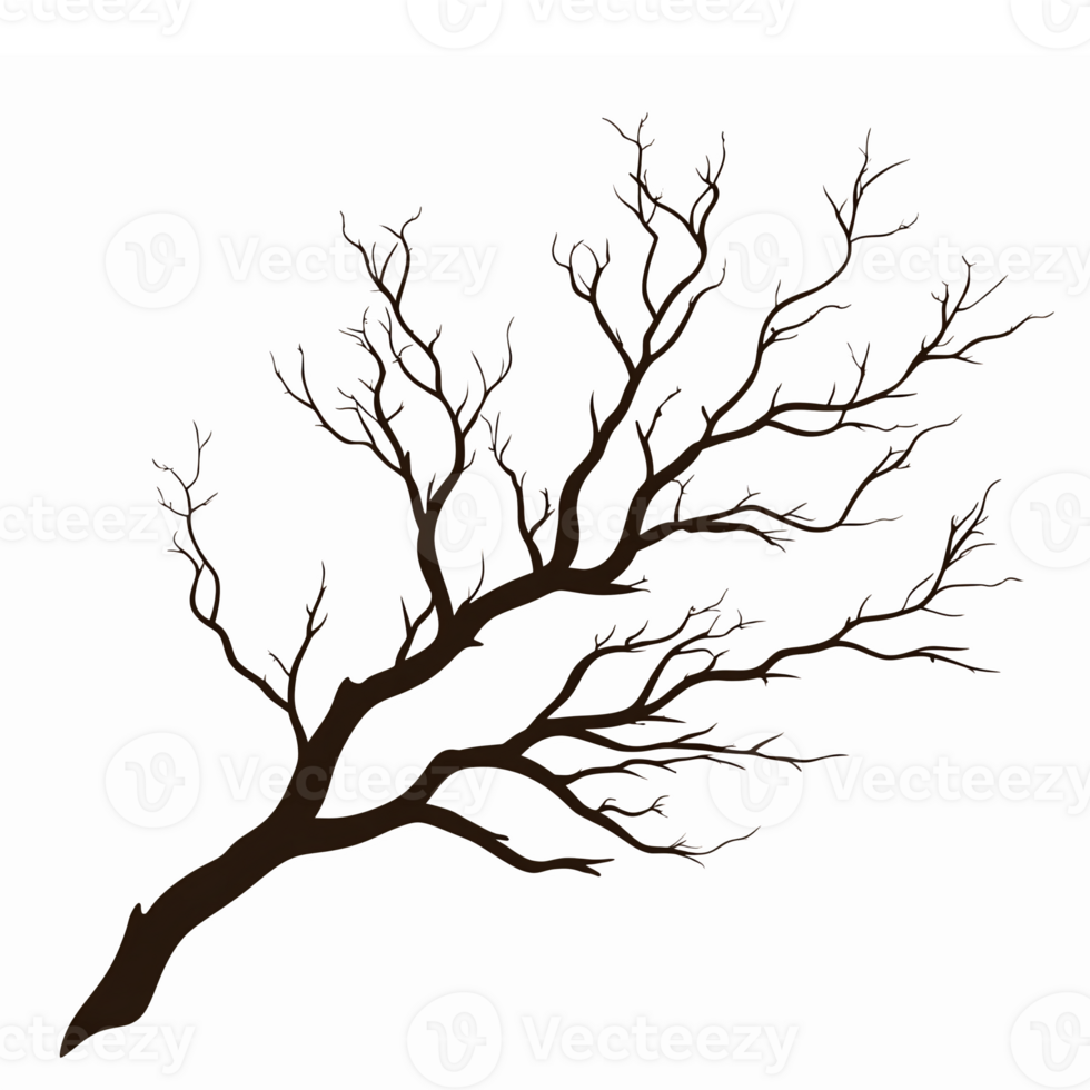 Elegant Tree Branch with Blossoms on Transparent Background for Nature Inspired Designs png