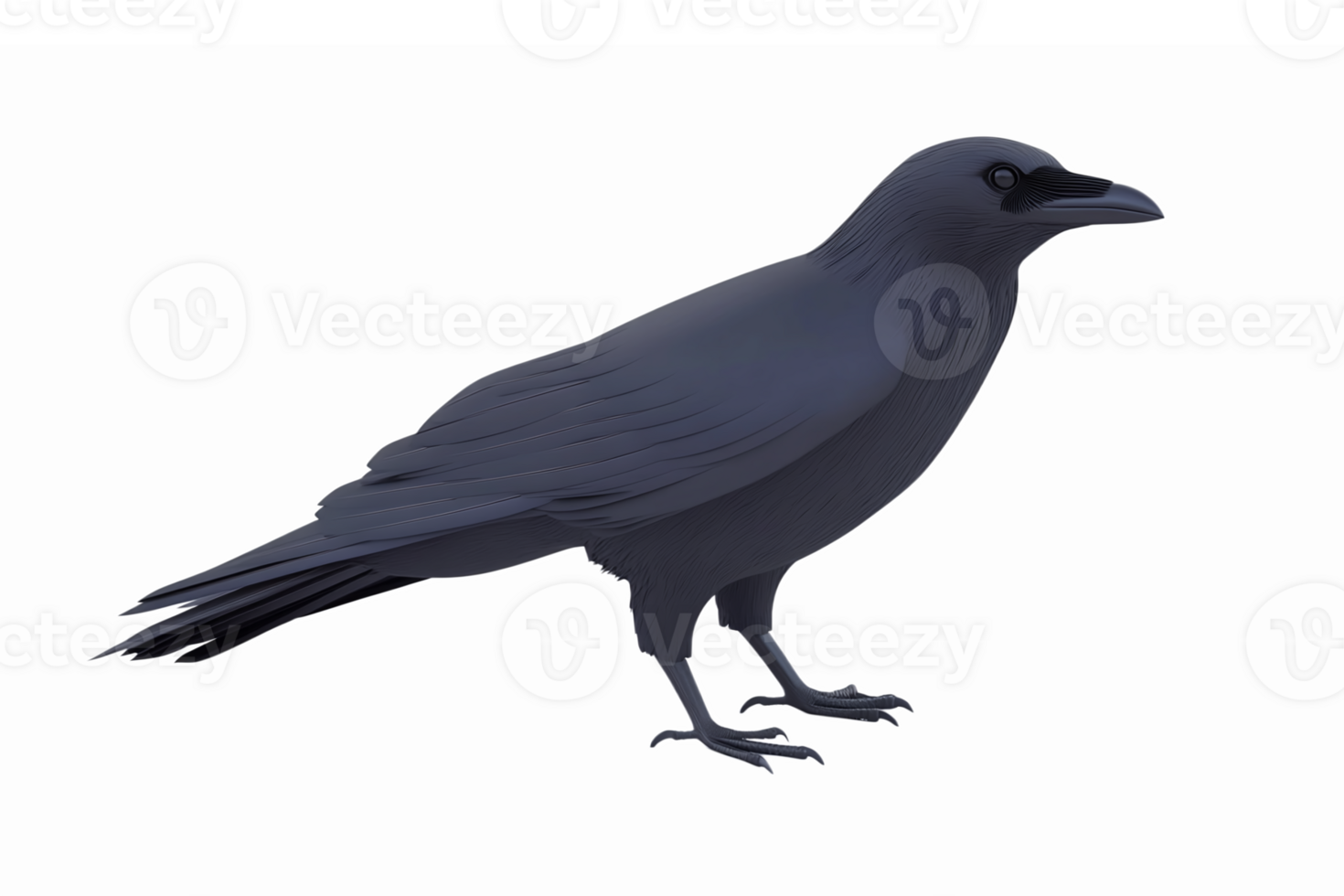 Realistic Black Raven in a Natural Pose with Transparent Background for Wildlife Illustrations png
