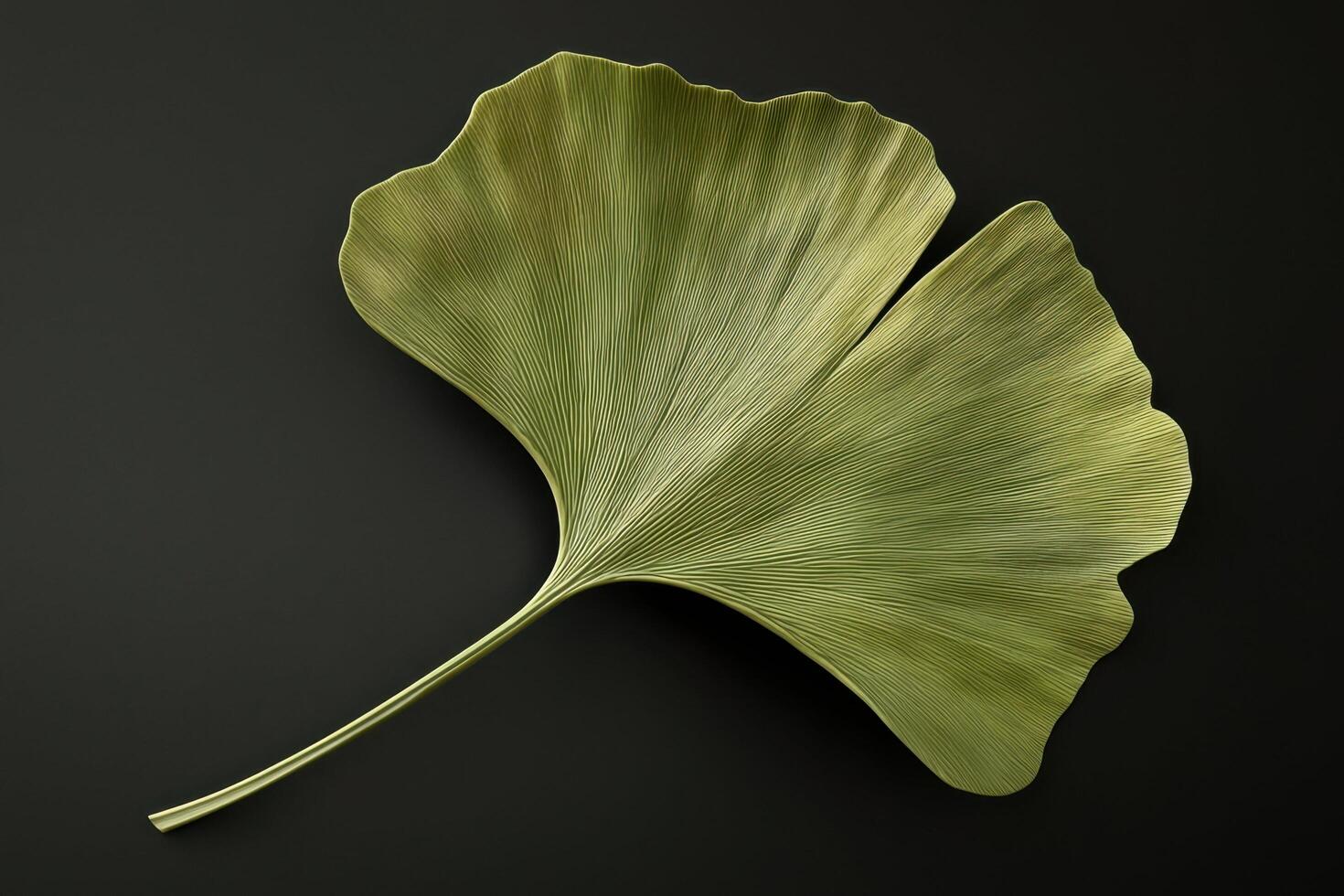 Ginkgo Leaf - A fan-shaped leaf with unique veins, distinctively shaped with a split in the middle and turns brilliant yellow in autumn photo